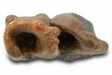Fossil Woolly Rhino (Coelodonta) Tooth Crown - Siberia #380725-2